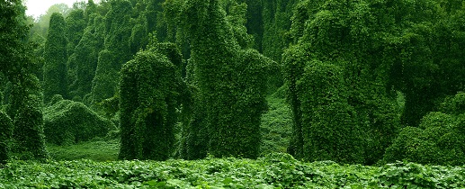 Kudzu